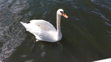 Obraz premium Schwan