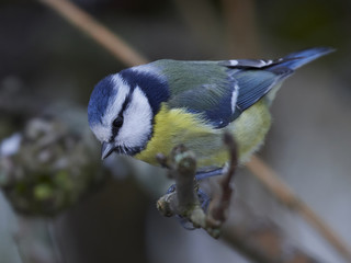 Eurasian blue tit (Cyanistes caeruleus)