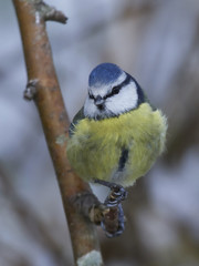 Eurasian blue tit (Cyanistes caeruleus)
