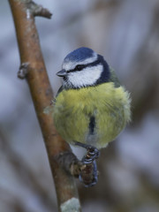 Obraz premium Eurasian blue tit (Cyanistes caeruleus)