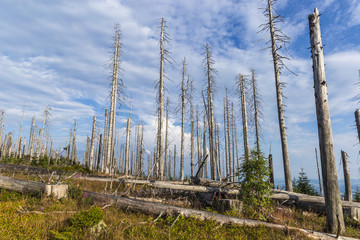 View to Dreisessel, Trojmezi and Trojmezna hills with forests destroyed by bark beetle infestation (calamity) in Sumava mountains.