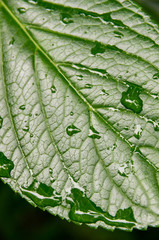 雨露の水滴に濡れた葉っぱ