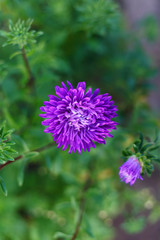 Aster flowers