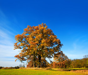 Autumn Landscape,  Meadow with Oak Trees,  Leaves Changing Colour, blue sky