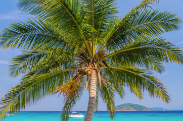 Obraz premium coconut palm tree, Similan island Thailand.