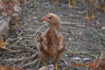 chicken in the grass