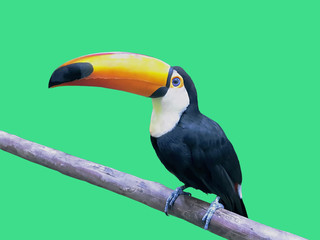 Close-up Cute Hornbill Bird Standing on Wooden Bar Isolated on Green Background