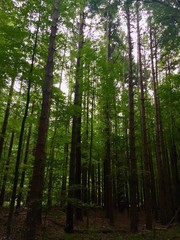 pine tree forest