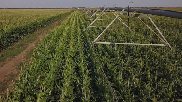 Drone footage, aerial view of water irrigation system in cultivated cornfield