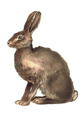 Watercolor wild rabbit in the isolated white background. Hand-painted forest animal.