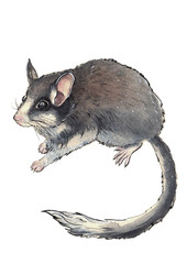 Watercolor wild forest dormouse in the isolated white background. Hand-painted forest animal.