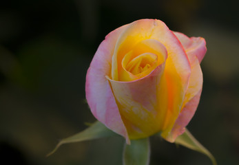 Naklejka premium Pink roses climbing on the wooden fence close up