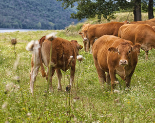 Cow is grazing in the mountains