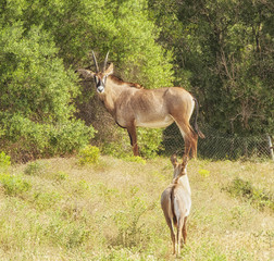 Wild Impala antelope on the Safari park, France.