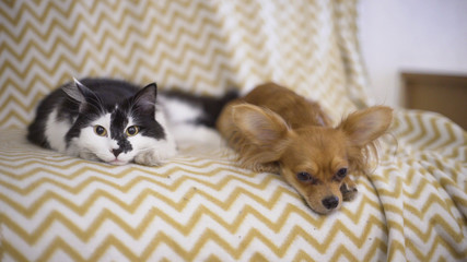 Cat and dog. Chihuahua dog and fluffy cat lie on the sofa at home