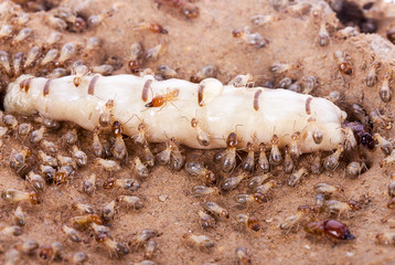 termite and queen termite in hole