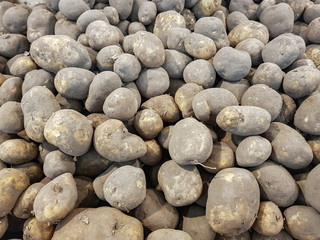 Dirty raw potatoes lie in the shop window
