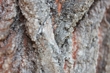 Fototapeta na wymiar texture of bark of a tree