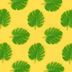 Tropical palm monstera leaves lies on a pastel colored paper. Nature summer concept pattern. Flat...
