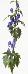 Monkshood, Aconitum Carmichaelii‚ Arendsii. Botanical Garden, KIT, Karlsruhe, Germany, Europe