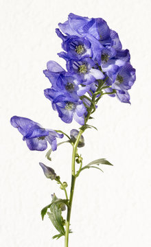 Monkshood, Aconitum Carmichaelii&sbquo; Arendsii. Botanical Garden, KIT, Karlsruhe, Germany, Europe