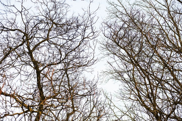 Branches of trees without leaves in the winter against a background of cloudy sky