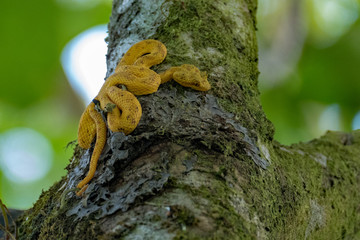 Yellow snake in Arenal National Park in Costa Rica	