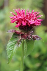 Monarda