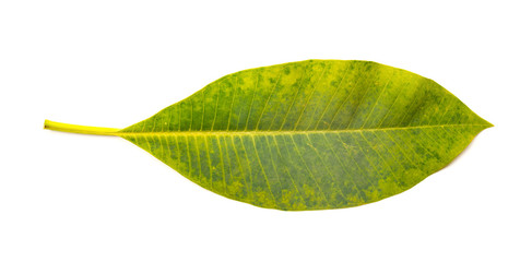 fresh green leaf on a white background