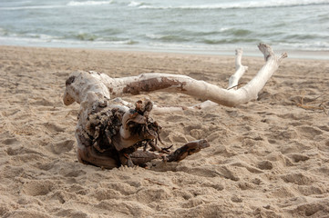 Driftwood Sand Beach ocean 2