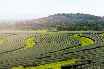 Fototapeta na wymiar Beautiful tea plantation