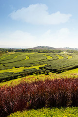 Fototapeta na wymiar Tea plantation landscape.