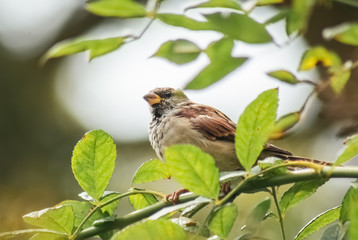 Spatz im sonnigen Baum