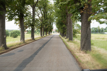 Einsame Allee in Polen
