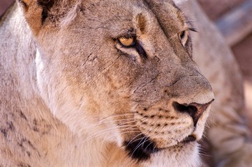 Kalahari Lioness in the Mabuasehube, Botswana