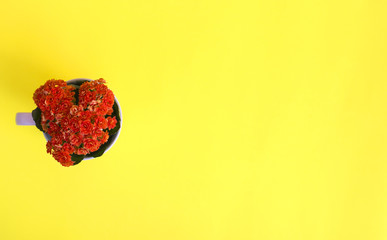 Orange flowers in a cup of tea