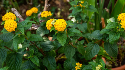 Pflanze mit gelben Blüten