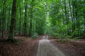 Forest (Reichswald, germany) near Kleve