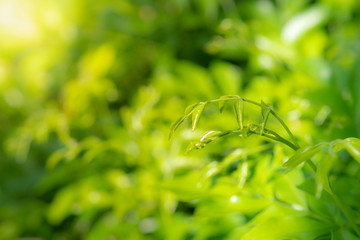 Natural green background of selective focused green leaves with blurred green background with bokeh
