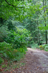 Forest (Reichswald, germany) near Kleve