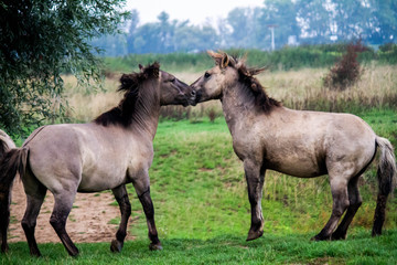 Obraz na płótnie Canvas Horses fightinh in the Ooijpolder, close to Nijmegen (NL)