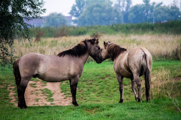 Obraz premium Horses fightinh in the Ooijpolder, close to Nijmegen (NL)