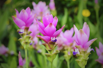 beautiful siam tulip or Curcuma alismatifolia flower in nature
