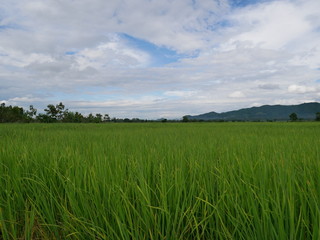 green field and blue sky