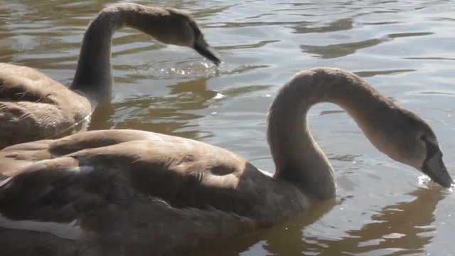 Mute Swan on ponds and parks of cities of Europe, young bird. Elegant beautiful bird symbolizes majesty and greatness, symbolic bird, emblem bird of cities
