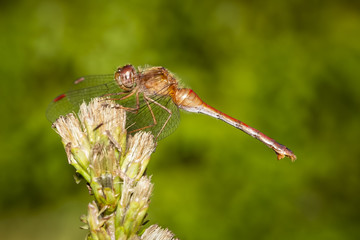 Dragonfly perched on a liatris