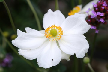 Japanese Anemone Honorine Jobert in white macro