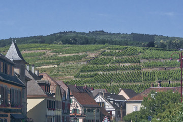 widok na winnice alzackie i francuskie miasteczko Ribeauville - obrazy, fototapety, plakaty