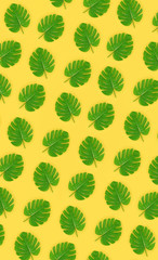 Tropical palm monstera leaves lies on a pastel colored paper. Nature summer concept pattern. Flat...