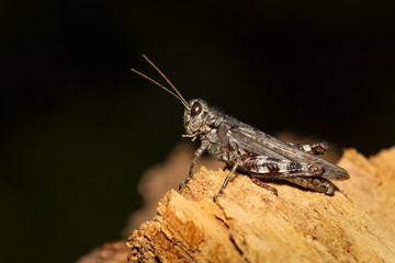 Spotted grasshopper resting on wood